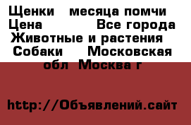 Щенки 4 месяца-помчи › Цена ­ 5 000 - Все города Животные и растения » Собаки   . Московская обл.,Москва г.